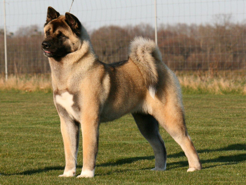 Каких размеров собака акита