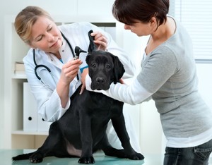 Вакцинация домашних собак от бешенства 