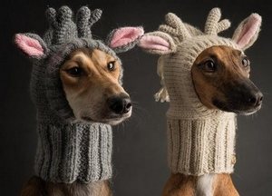 Удобная шапка для собаки