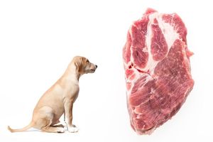 Жирное мясо для собаки
