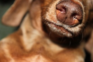 Причины насморка у собак