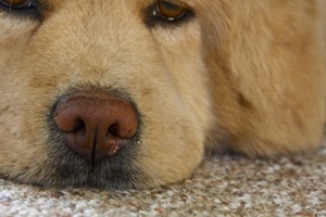 Как проявляется насморк у собаки