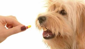 Препараты для дегельминтизации собак