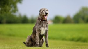 Порода собак ирландский волкодав была под угрозой исчезновния