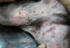 Унайте, какими бывают кожные заболевания собак