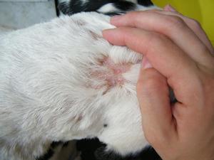 Аллергия или дерматит у собаки - что именно?