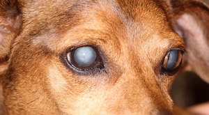 Причины катаракты у собак