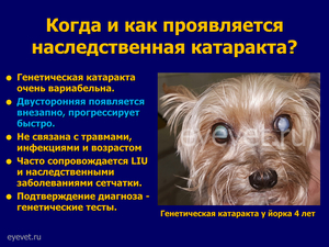 Лечение катаракты у собак