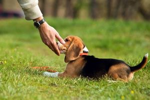 Как тренировать щенка и взрослую собаку