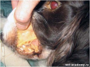  Гепатит у собаки