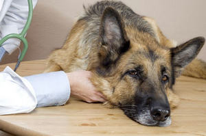Инфекционный гепатит у собак