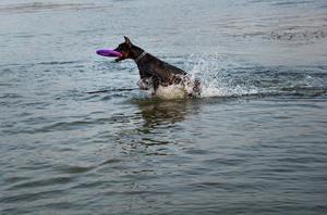 Упражнения для собак с помощью пуллера в воде
