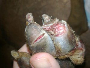 Травма подушек пальцев собаки