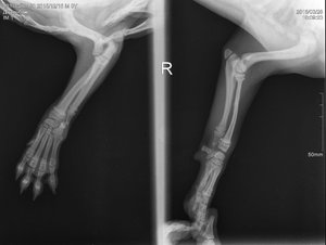 Снимок задних лап и коленных суставов собаки