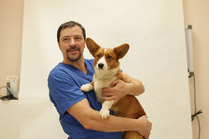 Лечение  у ветеринара в клинике