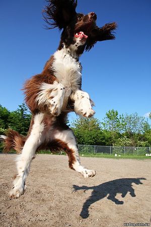 Отучаем собаку прыгать