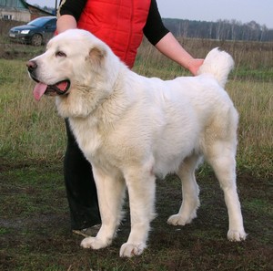 Особый вид собаки Туркменский алабай