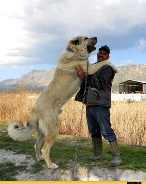 Как называется порода собаки среднеазиатской овчарки