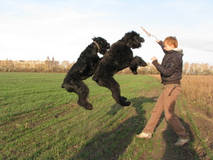 Собаки породы русский черный терьер отличаются дружелюбным характером