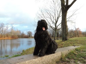 Русский черный терьер: воспитание щенка, уход за собакой