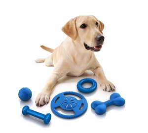 Как выбрать игрушку для собак