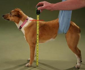 Описание размеров шлеек для собак