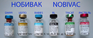 Условия вакцинирования Нобивак