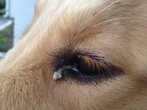 Причины слезоточивости глаз у собак