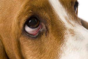 Заболевание глаз у собак