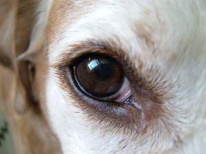 Чем лечить глаза собаке