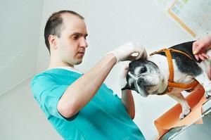 Ветеринар проверяет собаку