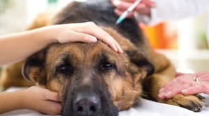 Как спасти собаку после отравления