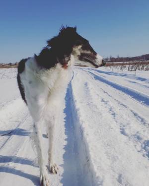 Русская борзая собака зимой на прогулке