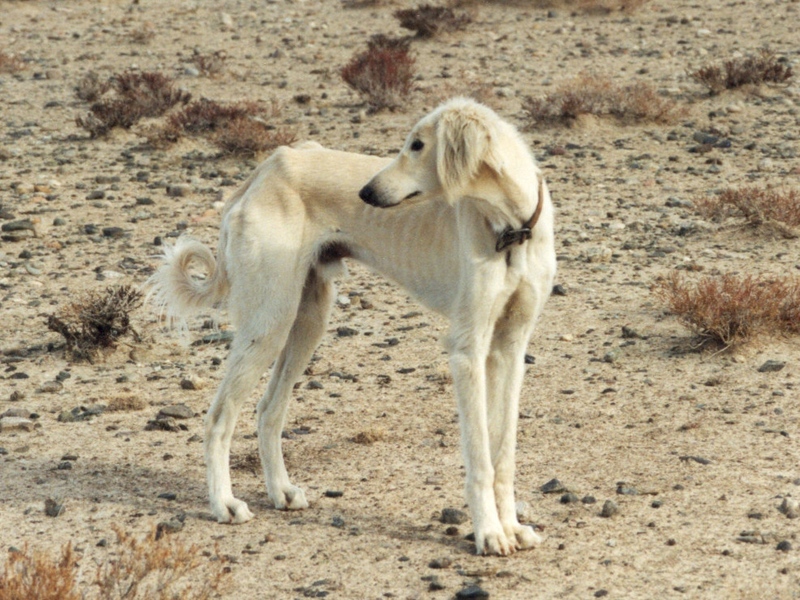 Борзая собака с белым  окрасом шерсти