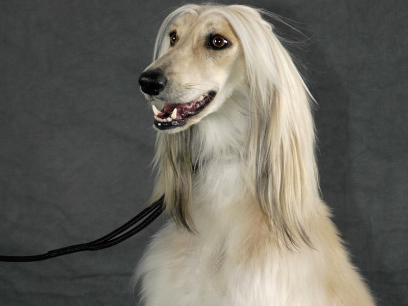 Борзая собака длинношерстная с белым  окрасом шерсти