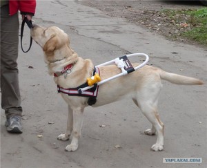 Сбака - поводырь для инвалидов