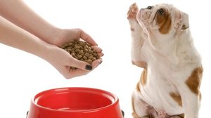 Чем кормить собаку после отравлении  