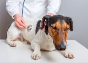 Причины и лечение энтерита  у собаки