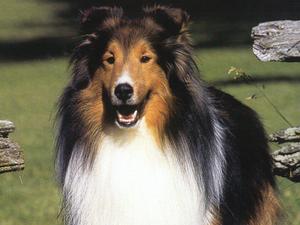 Как выглядит собака шотландская овчарка
