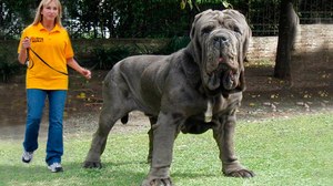 Какие породы собак самые крупные