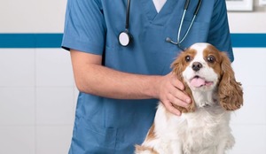 Ветеринар даст рекомендации по эффективному лечению
