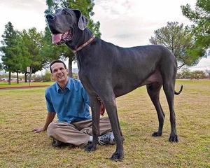 Характеристика породы собак крупных размеров
