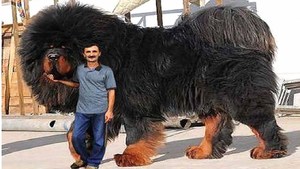 Породы самых крупных собак