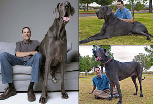 Какая собака самая большая