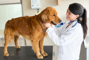 Собака в ветеринарной клинике