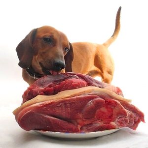Кормление собак мясом
