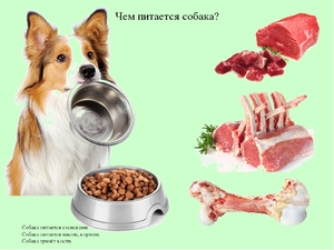 Виды мяса для собак
