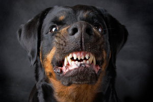 Агрессивная порода собак ротвейлер