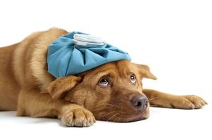 Рвота у собак: причины и лечение