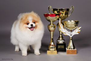 Грамоты и награды собаки